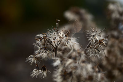 Close-up of wilted dandelion