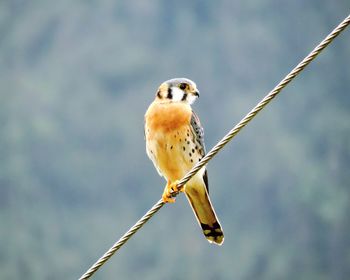 Close-up of bird perching outdoors