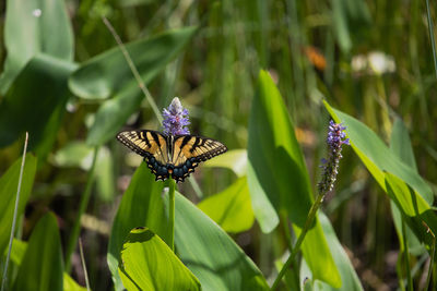 Close-up of butterfly pollinating on purple flower