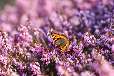 Close-up of butterfly on purple flower