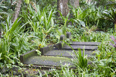 Plants growing on field