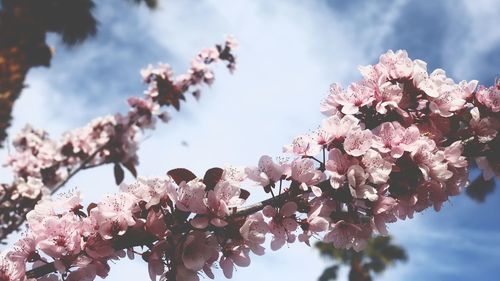 Low angle view of cherry blossoms against sky