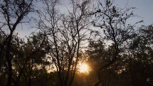 Low angle view of trees against sky during sunset