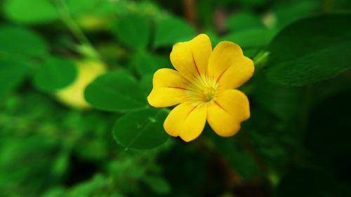 Close-up of yellow flower blooming outdoors