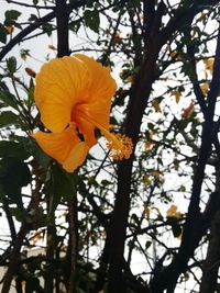 Low angle view of flowers on tree