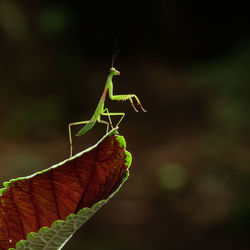 Close-up of grasshopper