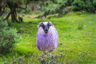 Portrait of a dog on field