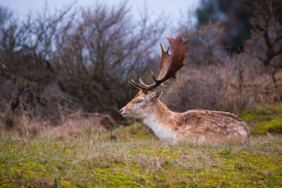 Red deer stag with antlers in spring, forest in the netherlands, wildlife in the woodland 