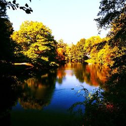 Reflection of trees in water