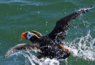 Close-up of duck swimming in lake