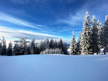 Snow covered pine trees against blue sky