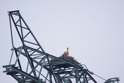Low angle view of bird perching on metal tower against clear sky