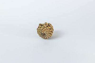 High angle view of pine cone against white background