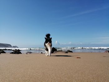 Dog on beach