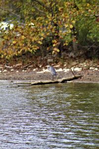 View of birds in lake