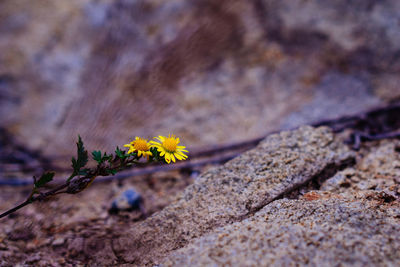 Close-up of flower plant