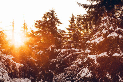 Sunlight streaming through trees in forest during winter