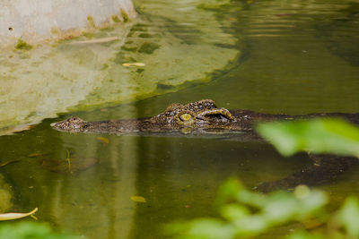 View of turtle in swimming pool