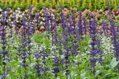 Close-up of purple flowering plants on field