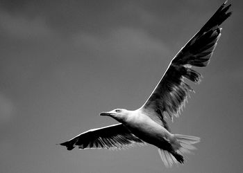 Low angle view of seagull flying against clear sky