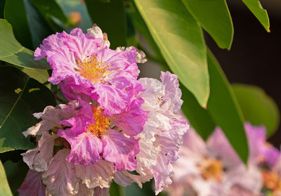 Close-up of pink flowering plant