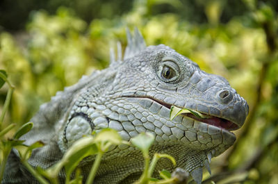 Close-up of lizard