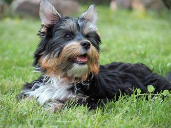 Yorkshire terrier relaxing on grassy field 