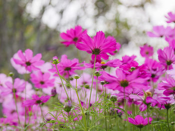 Close-up of pink cosmos flowers on field