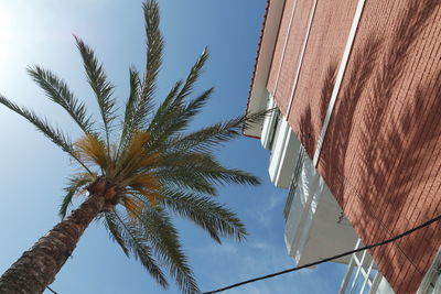 Low angle view of tree against clear sky