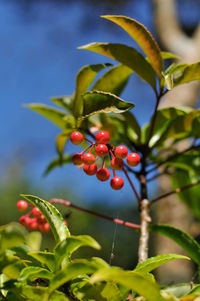 Close-up of berries growing on tree