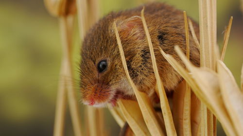 Close-up of squirrel