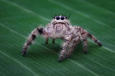 Close-up of spider