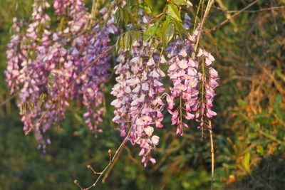 Close-up of pink flowering plant