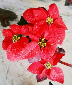 Close-up of wet red flower during winter