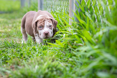 Portrait of dog on field