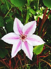 Close-up of pink flower