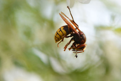 Close-up of insect hunting