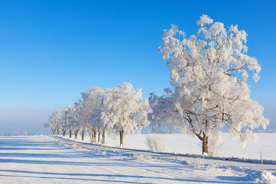 Trees on snow covered landscape against blue sky