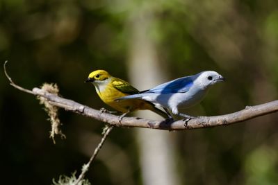 Close-up of bird perching on branch