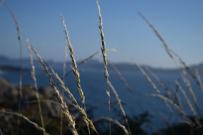 Close-up of grass against blue sky