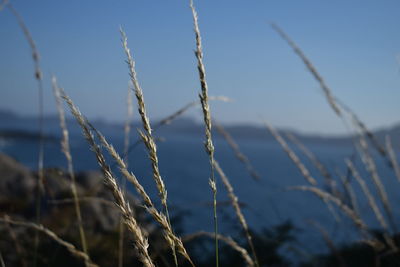 Close-up of grass against blue sky