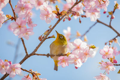 Low angle view of white-eye bird perching on cherry blossom