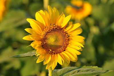 Close-up of sunflower