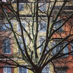 Low angle view of bare trees against the sky