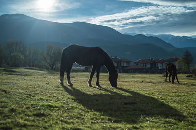 Horse grazing on field against mountains