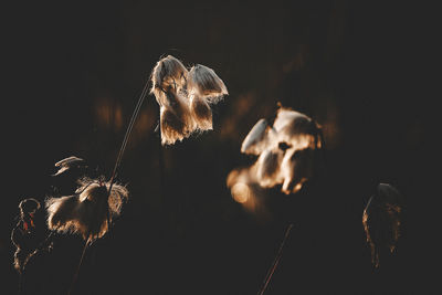 Close-up of illuminated flowers against sky at night