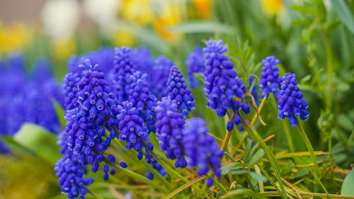 Close-up of purple flowering plants