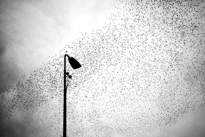 Low angle view of birds flying against the sky