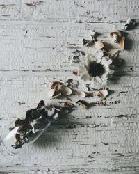 Close-up of flowers hanging on wood
