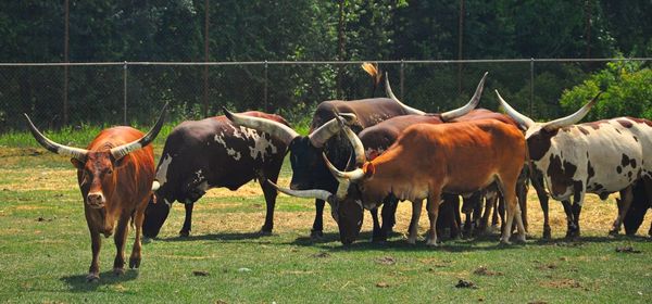 Horse grazing in field